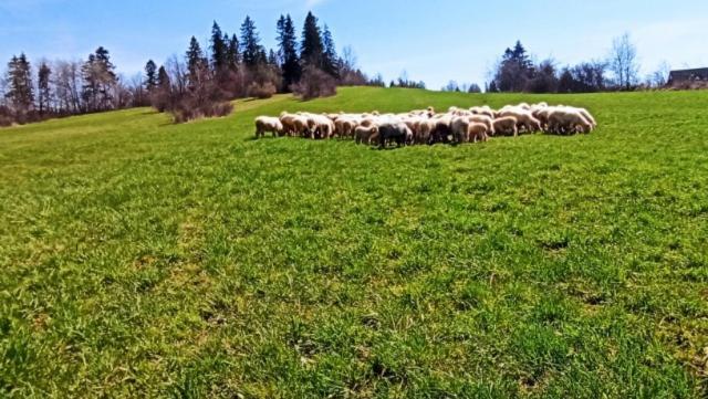 Villa Jagodovo Biały Dunajec Esterno foto